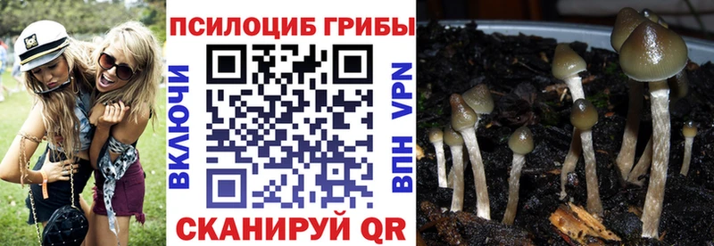 Псилоцибиновые грибы Psilocybe  Купить  Гусь-Хрустальный 